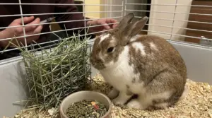 Coniglio seduto in una gabbia accanto a fieno e pellet, con una persona in secondo piano