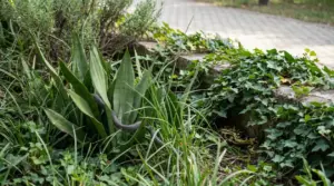 Serpente tra le piante in un giardino accanto a un vialetto di pietra